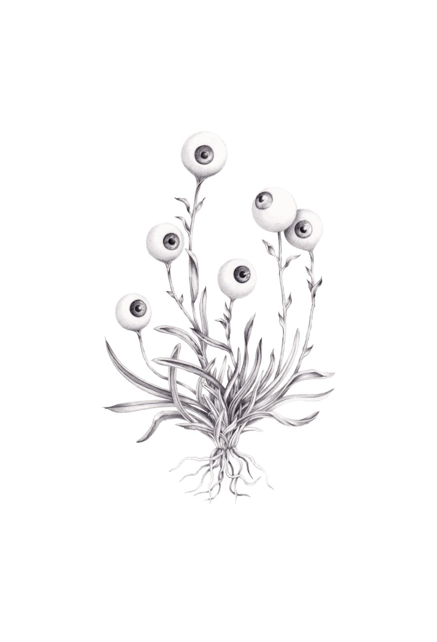 Craspedia ocular